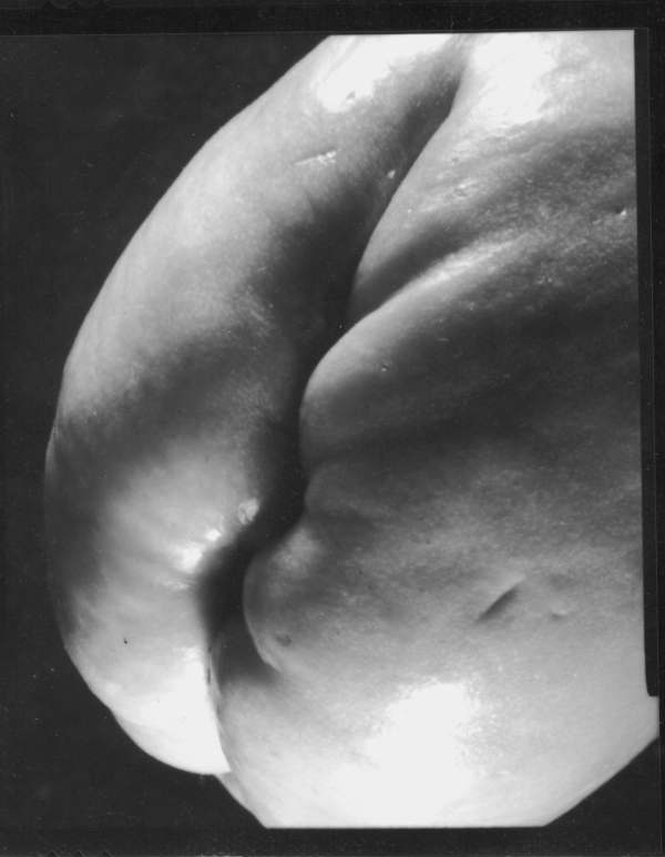 [photograph by Diana Guzzonato]